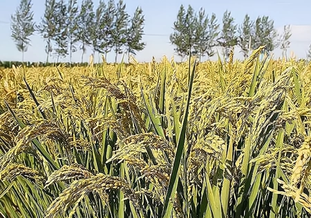 “夏至端午前，必定是荒年”？今年夏至前的端午，是否会有荒年？